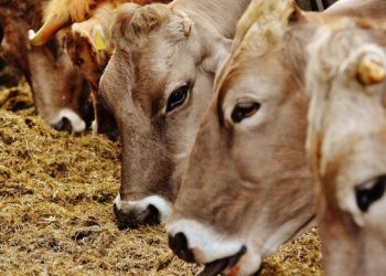 Şarbon Hastalığının Bulaşma Yolları, Belirtileri ve Tedavisi